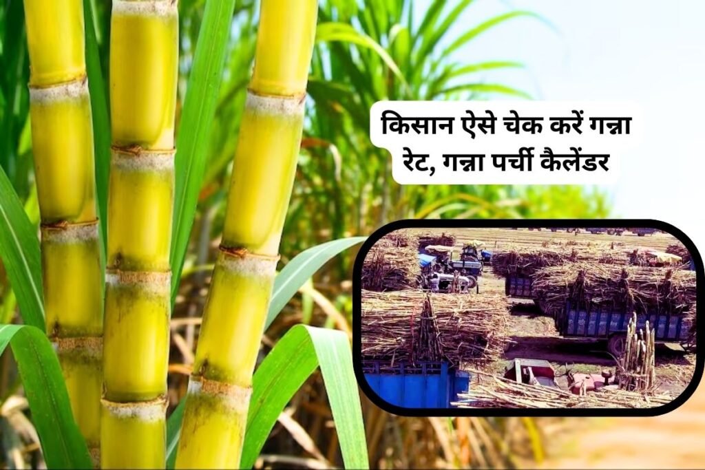 Cane up 2024  किसान ऐसे चेक करें गन्ना रेट, गन्ना पर्ची कैलेंडर